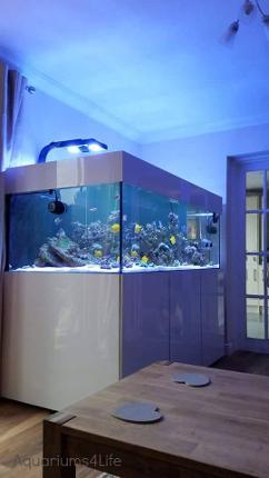 Aquariums4Life 36