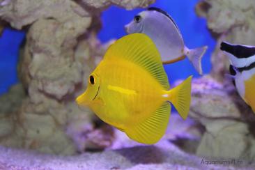 Aquariums4Life Marine bespoke aquarium manufacturers