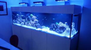 Reef aquarium 96