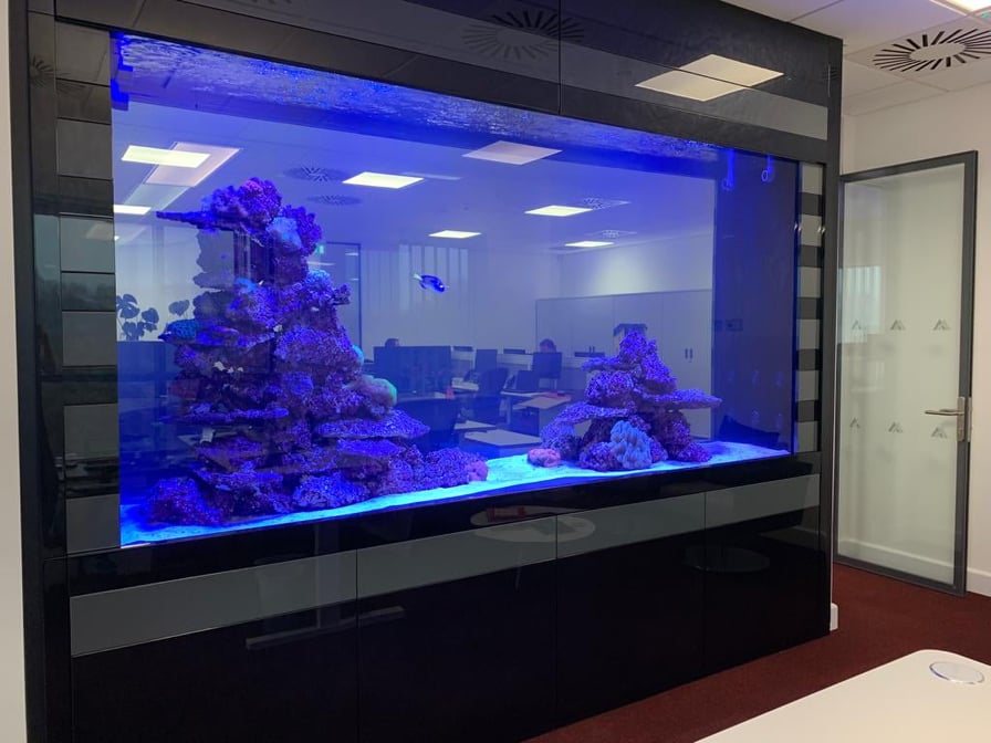 aquariums4life large luxury custom son sight aquarium  build