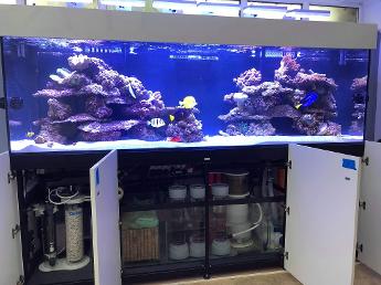 Marine Aquarium maintained by Aquarium Composition. Twin weir steel framed cabinet