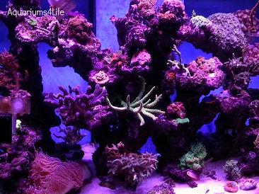 aquariums4Life marine startup frag