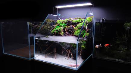 PALUDARIUM OPTI WHITE LOW IRON GLASS MD AQUARIUM