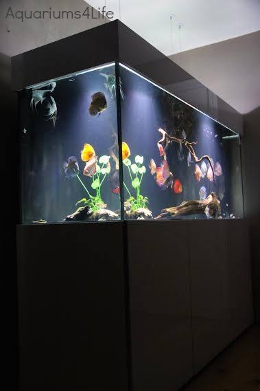 Aquariums4Life discus gloss cabinet bespoke built aquarium