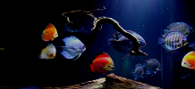 Aquariums4Life